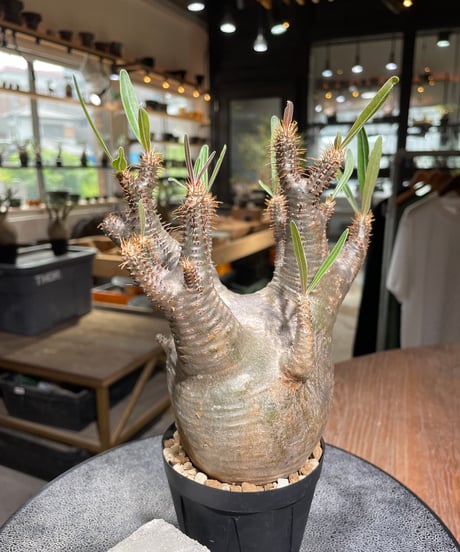 パキポディウム グラキリス　Pachypodium gracilius 　発根済　(gk-529)