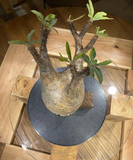 パキポディウム グラキリス　Pachypodium gracilius 　発根済　(商品番号gk-153)