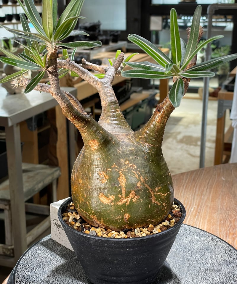 パキポディウム グラキリス Pachypodium gracilius 発根済 (gk-57