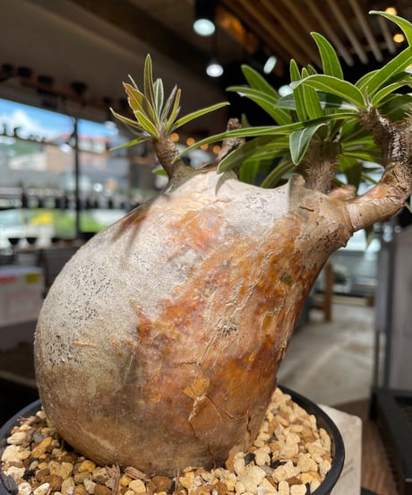 パキポディウム グラキリス　Pachypodium gracilius 　発根済　(gk-497）