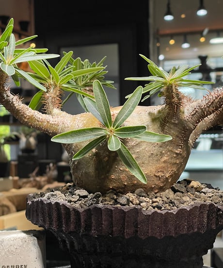 パキポディウム グラキリス　Pachypodium gracilius 　発根済　(gk-509kuniaki matsui）
