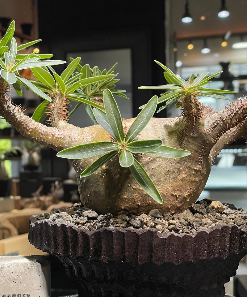 パキポディウム グラキリス Pachypodium gracilius 発根済 (gk-50