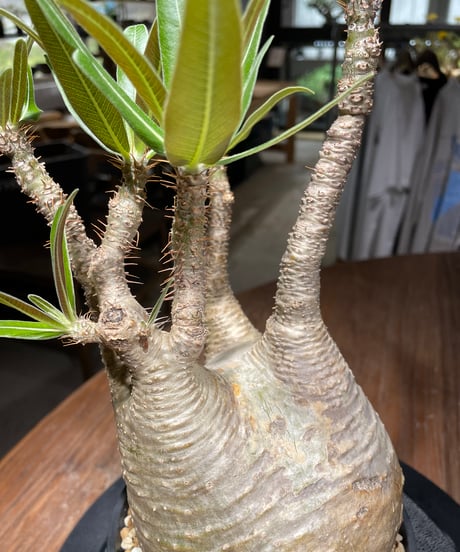 パキポディウム グラキリス　Pachypodium gracilius 　発根済　(gk-441）