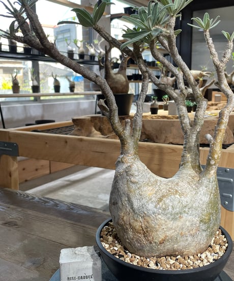 パキポディウム グラキリス　Pachypodium gracilius 　発根済　(gk-428)