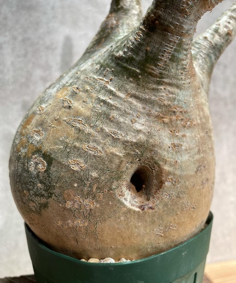 パキポディウム グラキリス　Pachypodium gracilius 　発根済(塊根幅13ｃｍ)　(商品番号gk-20)