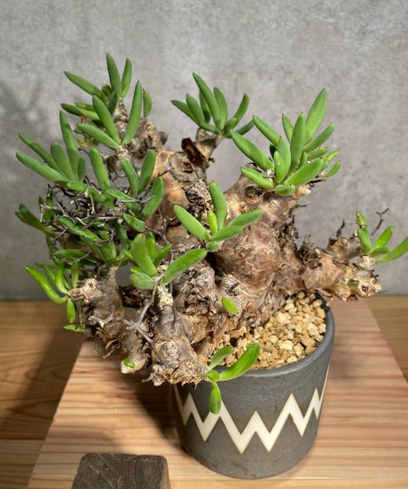 チレコドン レティキュラータス　Tylecodon reticulatus　万物想 　発根済　(商品番号cr-12valiem)VALIEM 　BLOCK　sizeM　(VALIEM巾着、タグ付き)