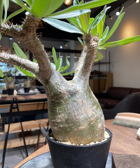 パキポディウム グラキリス　Pachypodium gracilius 　発根済　(gk-396)