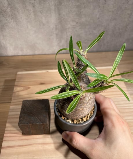 パキポディウム グラキリス　Pachypodium gracilius 　発根済　(商品番号gk-82valiem)  VALIEM 　(VALIEMタグ付き)