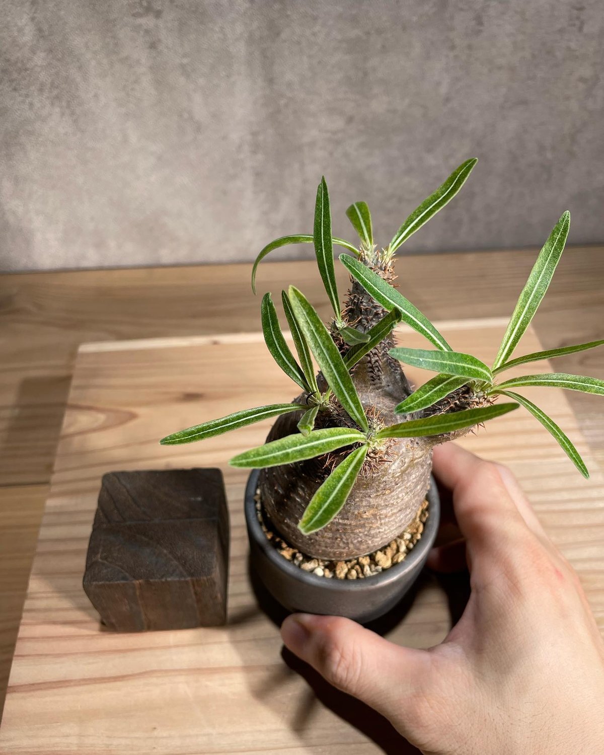 パキポディウム グラキリス Pachypodium gracilius 発根済 (商品番号g