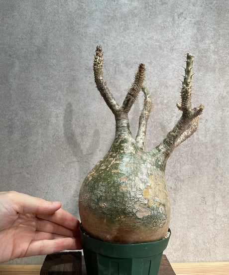 パキポディウム グラキリス　Pachypodium gracilius 　発根済(塊根幅13ｃｍ)　(商品番号gk-20)