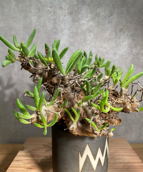 チレコドン レティキュラータス　Tylecodon reticulatus　万物想 　発根済　(商品番号cr-12valiem)VALIEM 　BLOCK　sizeM　(VALIEM巾着、タグ付き)