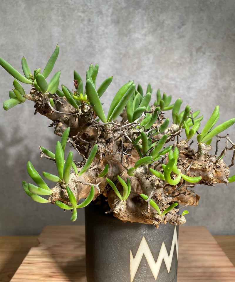 チレコドン レティキュラータス Tylecodon reticulatus 万物想 チレコドン レティキュラータス Tylecodon reticulatus 万物想