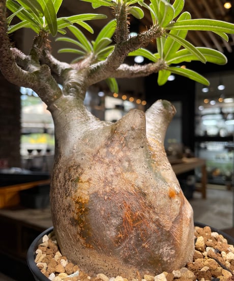 パキポディウム グラキリス　Pachypodium gracilius 　発根済　(gk-493）