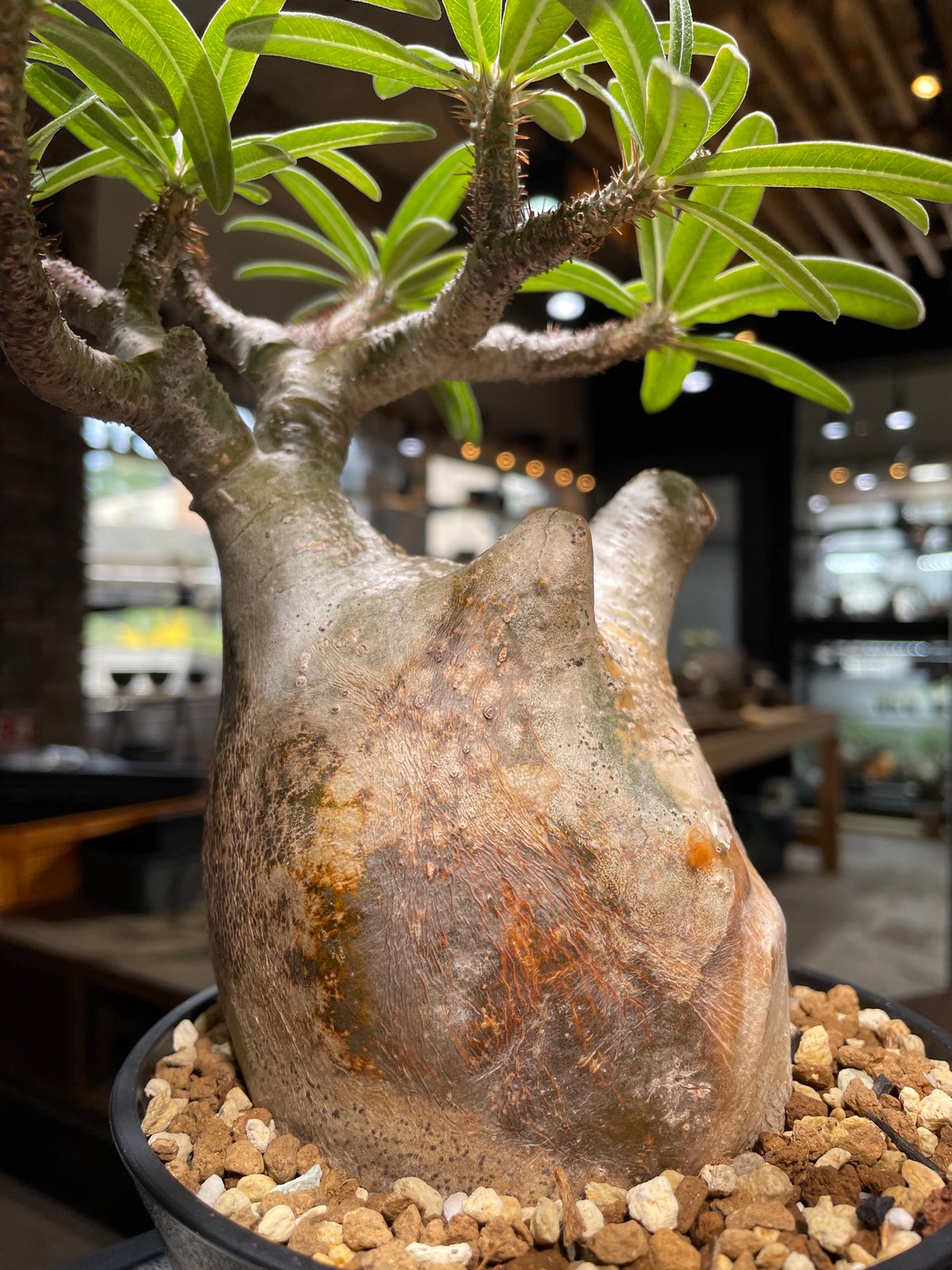 パキポディウム グラキリス パキポディウム グラキリス Pachypodium gracilius 発根済 (gk-49