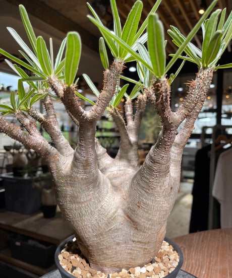 パキポディウム グラキリス　Pachypodium gracilius 　発根済　(gk-532)