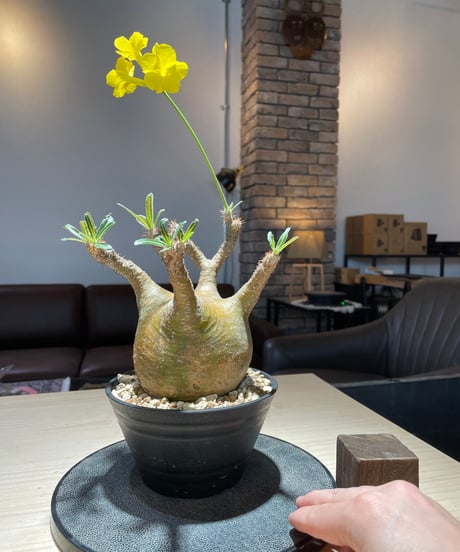 パキポディム グラキリス　Pachypodium gracilius 　発根済　(gk-207)