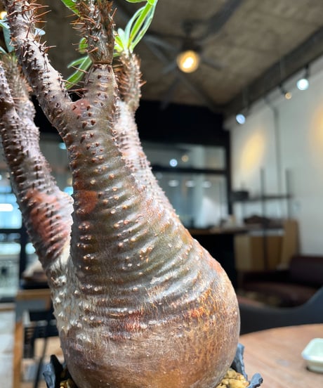 パキポディウム グラキリス　Pachypodium gracilius 　発根済　(gk-408d.i.p)