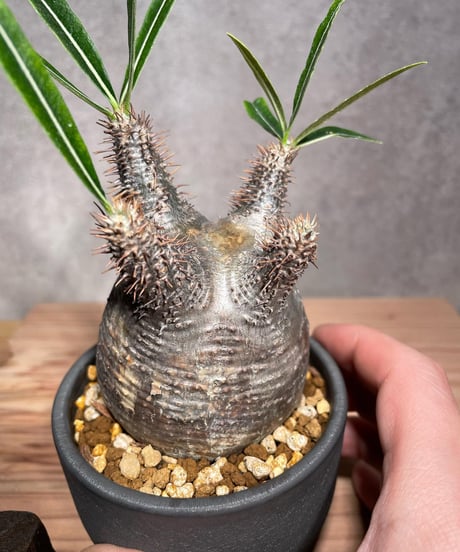 パキポディウム グラキリス　Pachypodium gracilius 　発根済　(商品番号gk-29valiem)  VALIEM 　BOWL　sizeS　(VALIEM巾着、タグ付き)