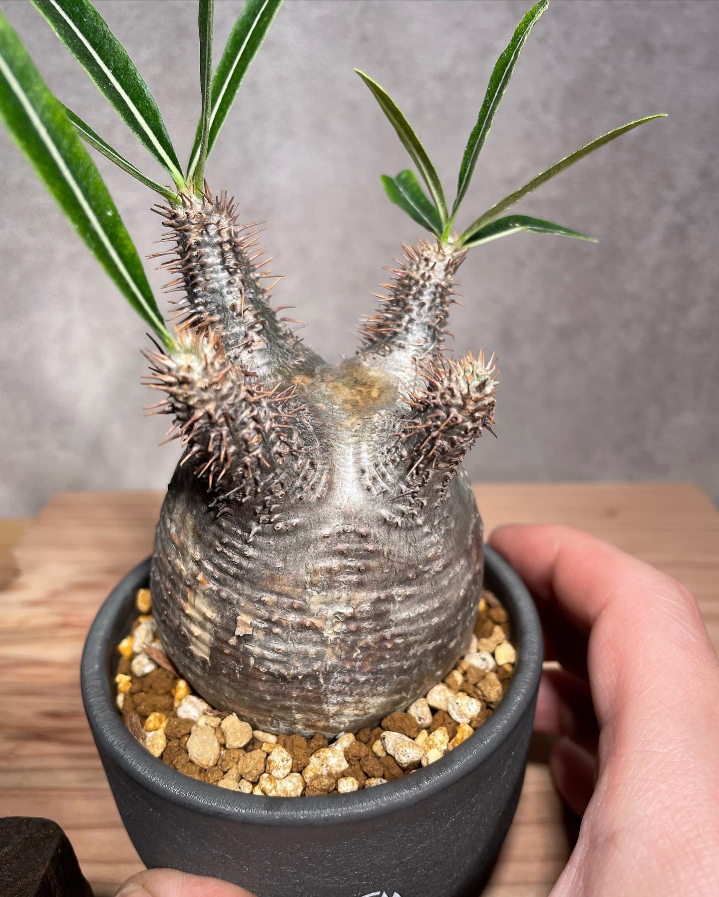 パキポディウム グラキリス Pachypodium gracilius 発根済 (商品番号g