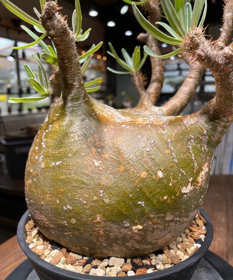 パキポディウム グラキリス　Pachypodium gracilius 　発根済　(gk-448）