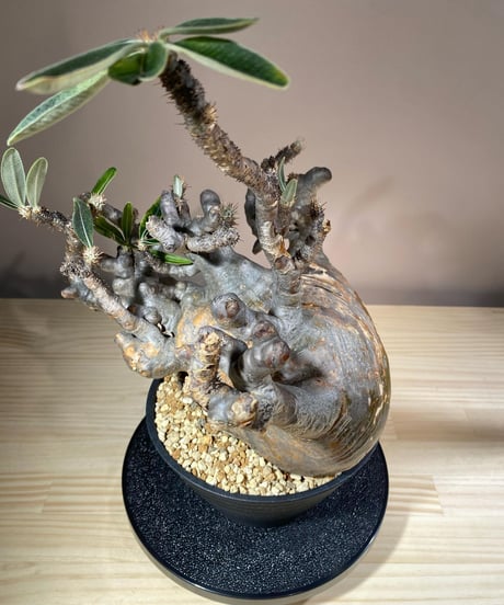 パキポディウム グラキリス　Pachypodium gracilius 　発根済　(商品番号gk-115)