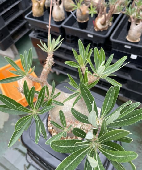 パキポディウム グラキリス　Pachypodium gracilius 　発根済　(gk-429)