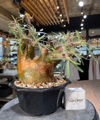 パキポディウム グラキリス　Pachypodium gracilius 　発根済　(gk-569)