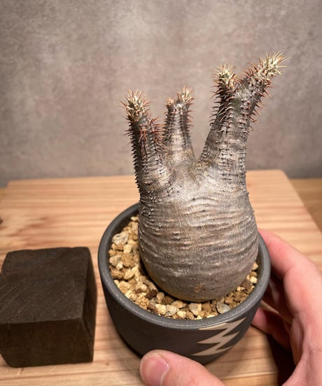 パキポディウム グラキリス　Pachypodium gracilius 　発根済　(商品番号gk-44valiem)  VALIEM 　BOWL　sizeS　(VALIEM巾着、タグ付き)
