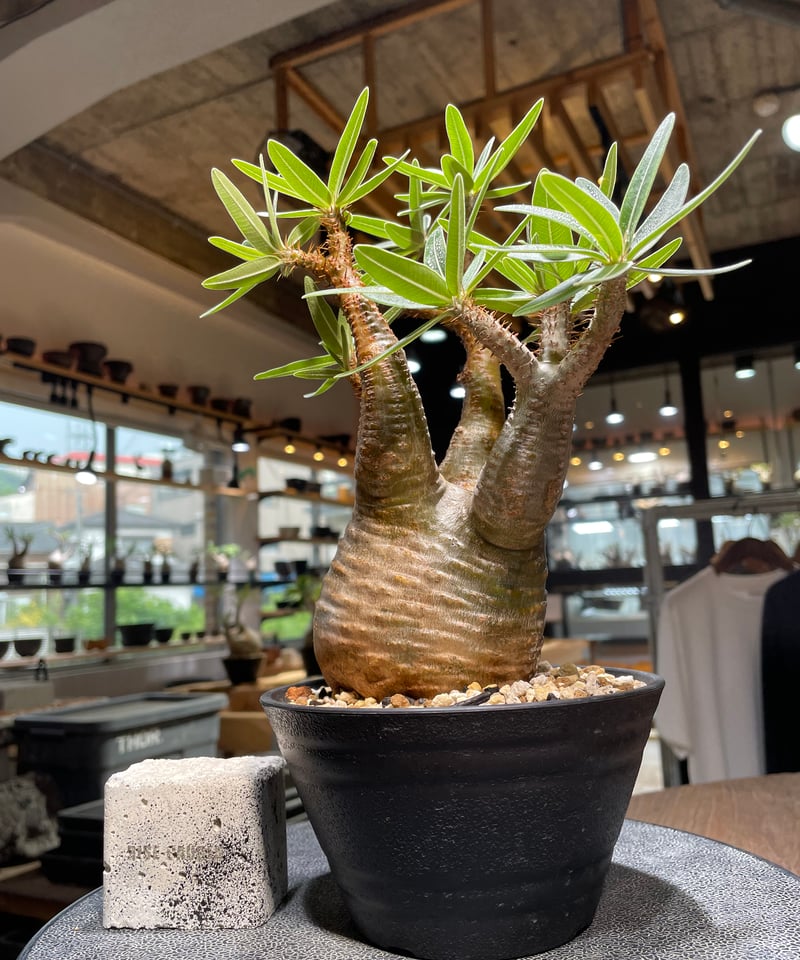 パキポディウム グラキリス Pachypodium gracilius ③ 現品限り】パキポディウム・グラキリス 実生【AG35