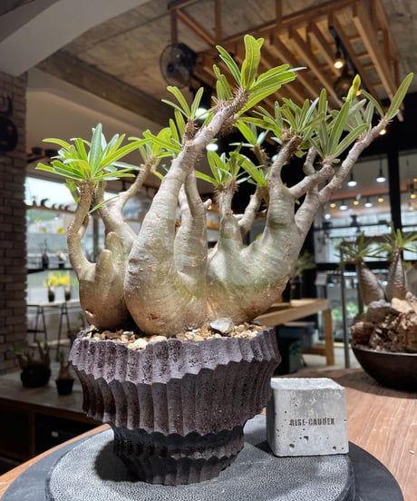 CATEGORY Pachypodium gracilius(パキポディウム グラキリス) |