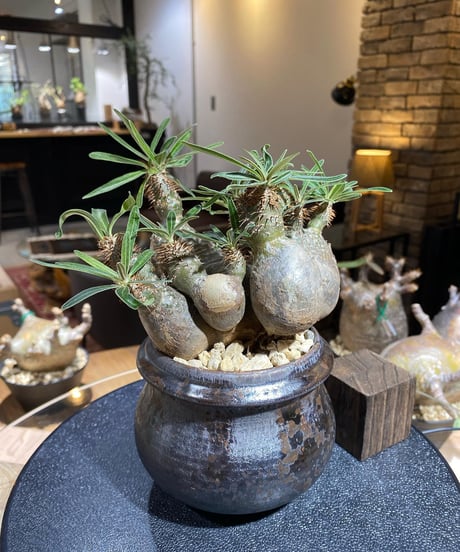 パキポディウム グラキリス　多頭　Pachypodium gracilius 　発根済　(商品番号gk-161）姫野翔太
