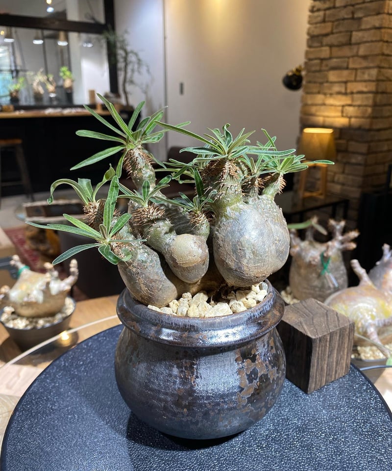 パキポディウム グラキリス 多頭 Pachypodium gracilius 発根済 パキポディウム グラキリス 多頭 Pachypodium gracilius 発根済