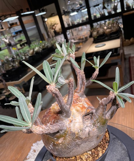 パキポディウム グラキリス　Pachypodium gracilius 　発根済　(gk-247)