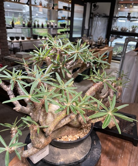 パキポディウム グラキリス　Pachypodium gracilius 　発根済　(gk-496）