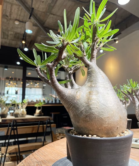 パキポディウム グラキリス　Pachypodium gracilius 　発根済　(gk-367)