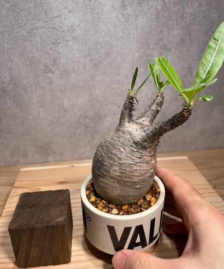 パキポディウム グラキリス　Pachypodium gracilius 　発根済　(商品番号gk-65valiem)  VALIEM 　(VALIEMタグ付き)
