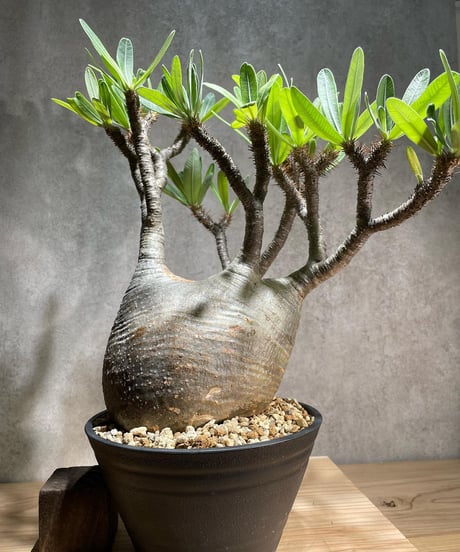 パキポディウム グラキリス　Pachypodium gracilius 　発根済　(商品番号gk-75)