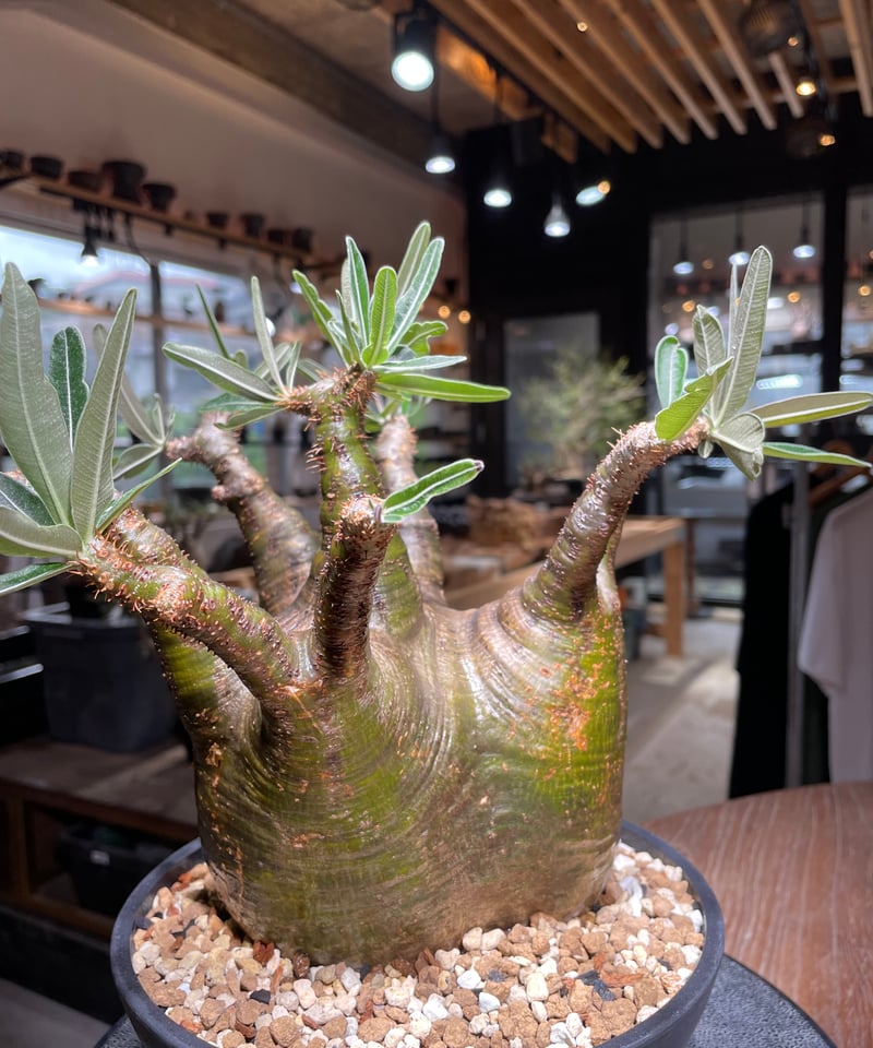 チビグラ パキポディウム グラキリス 発根済 ちびグラ④】パキポディウム グラキリス 発根済