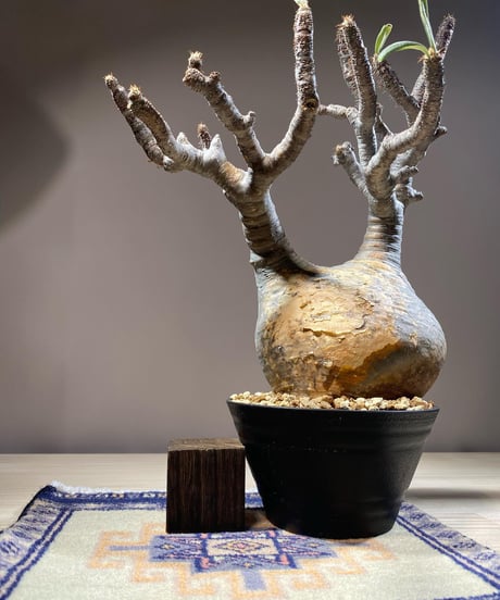 パキポディウム グラキリス　Pachypodium gracilius 　発根済　(商品番号gk-118)