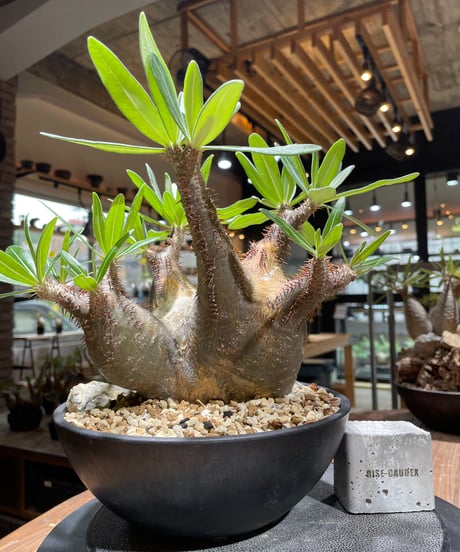 パキポディウム グラキリス　多頭　Pachypodium gracilius 　発根済　(gk-370-2)