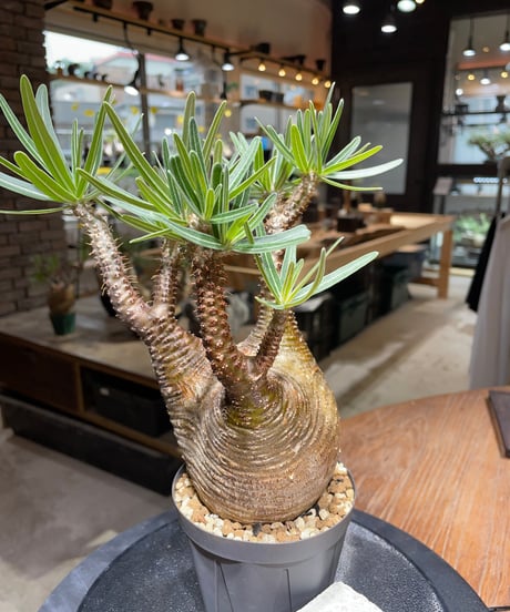 パキポディウム グラキリス　Pachypodium gracilius 　発根済　(gk-467)