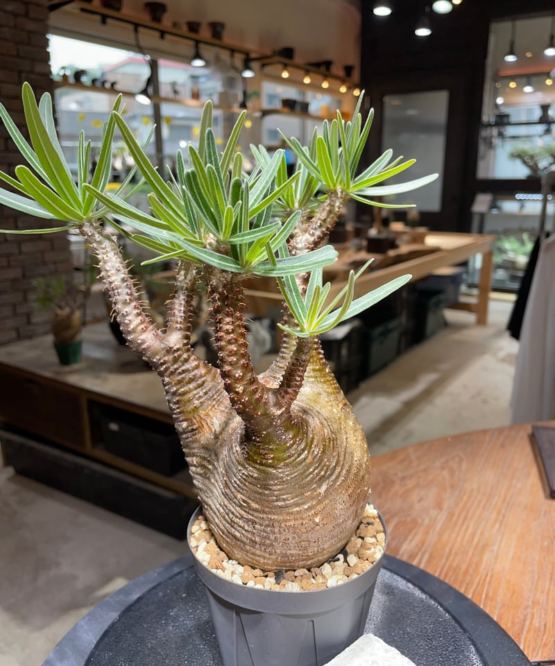 パキポディウム グラキリス Pachypodium gracilius 発根済 (gk-46