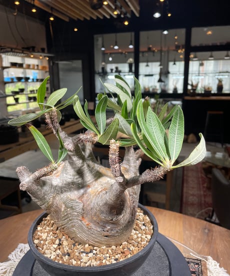 パキポディウム グラキリス　Pachypodium gracilius 　発根済　(gk-306)