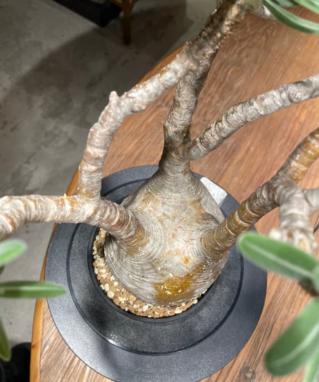 パキポディウム グラキリス　Pachypodium gracilius 　発根済　(gk-455）