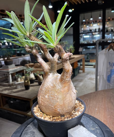 パキポディウム グラキリス　Pachypodium gracilius 　発根済　(gk-413)