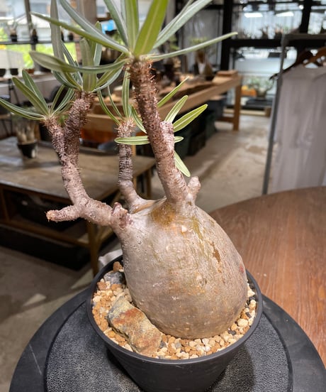 パキポディウム グラキリス　Pachypodium gracilius 　発根済　(gk-482)