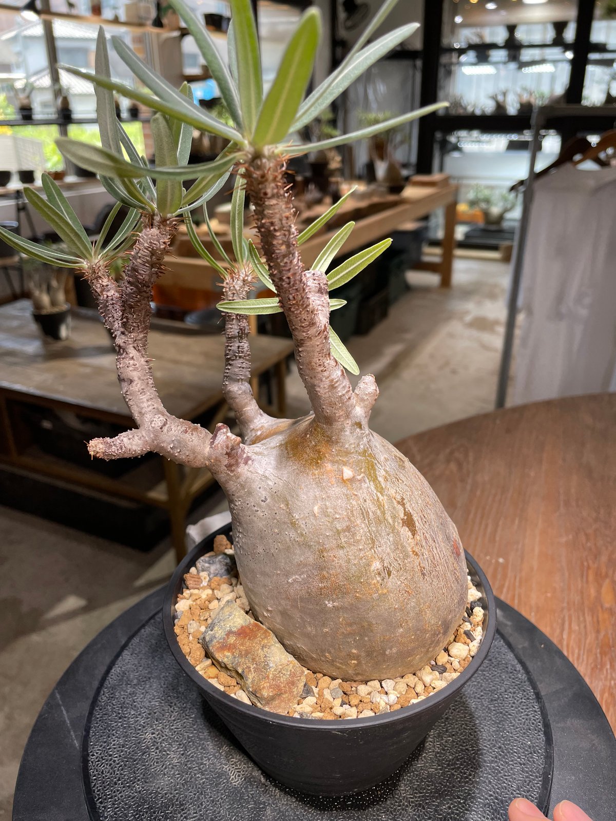 パキポディウム グラキリス Pachypodium gracilius 発根済 (gk-48
