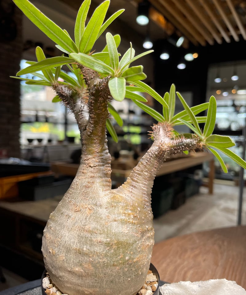 パキポディウム グラキリス Pachypodium gracilius 発根済 (gk-48