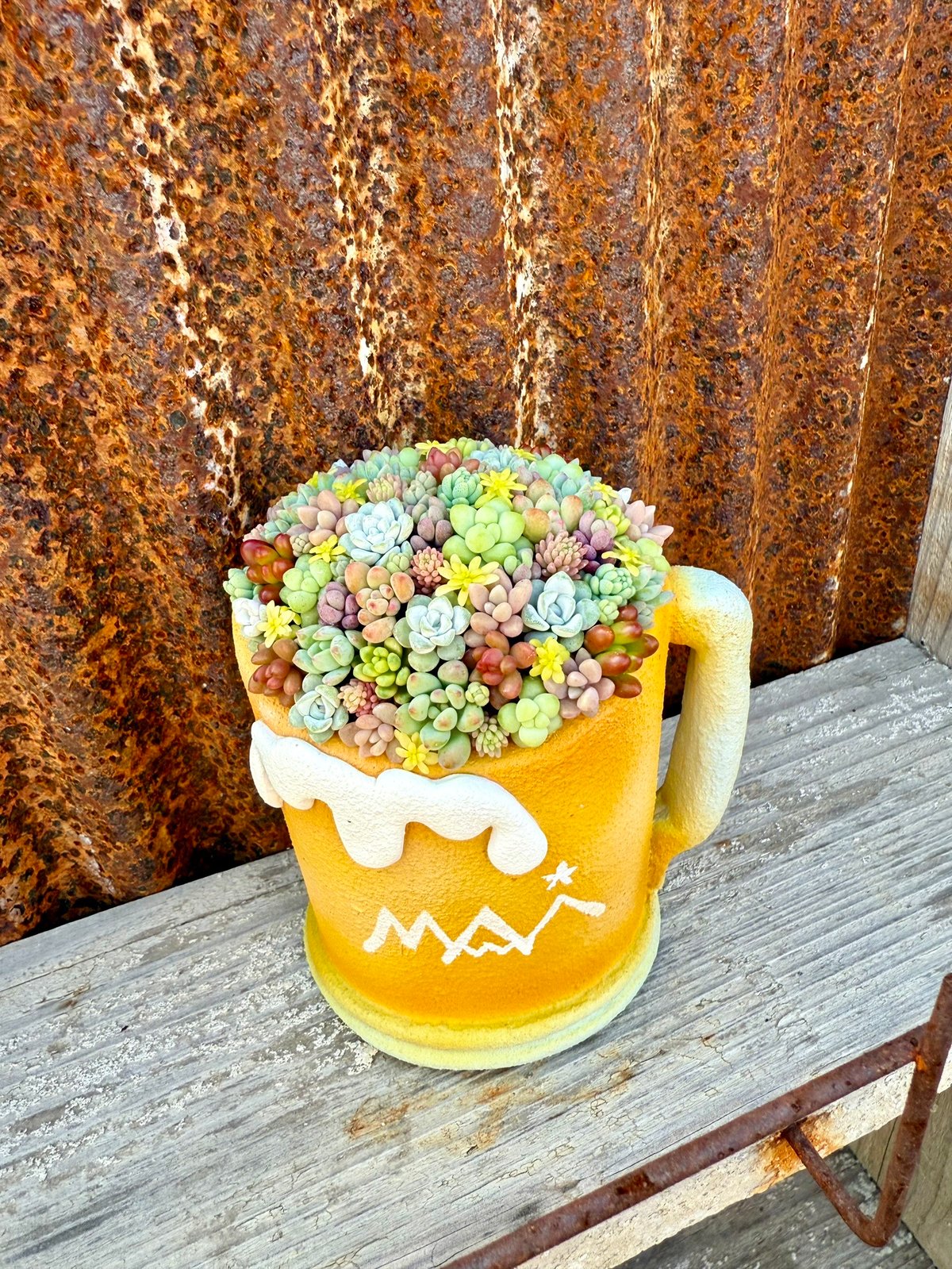 多肉植物 たまちゃ•*¨*•.¸¸♬ 多肉植物 タマゴチーズsp 新入荷 るる農園 : るる農園 - 通販 - Yahoo