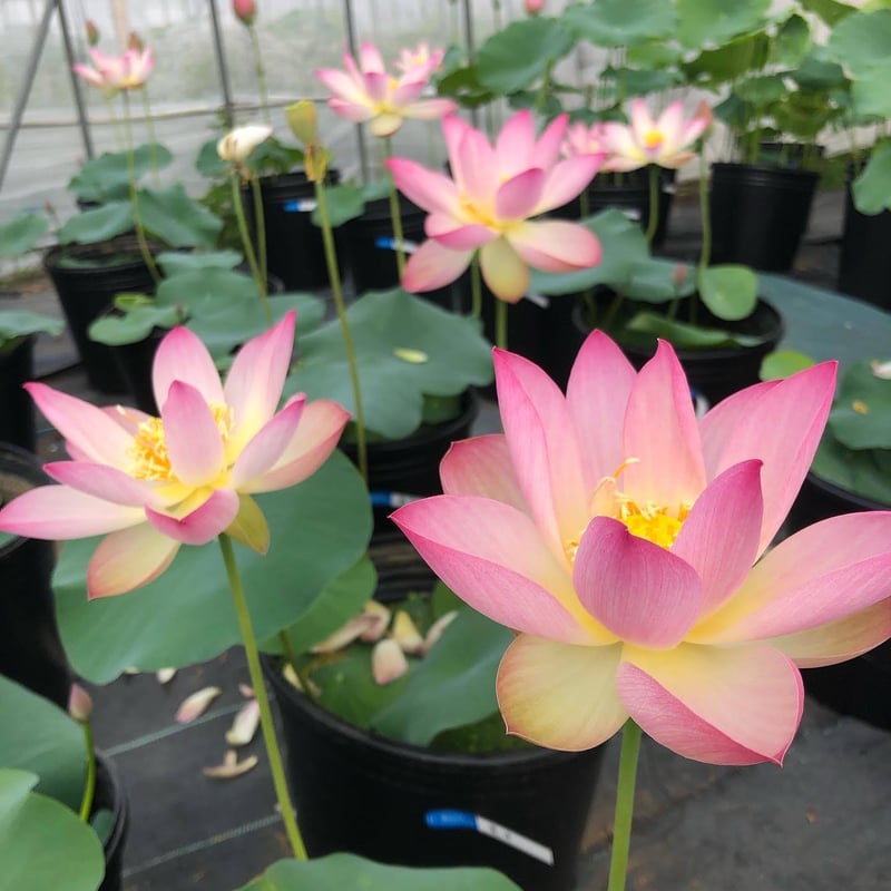 蓮の花を鉢で育てよう【2026年4月23日開催】（※別日4月29日は違う